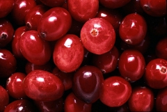 cranberry.jpg