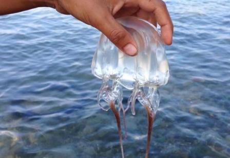 puntura medusa 4 rimedi naturali
